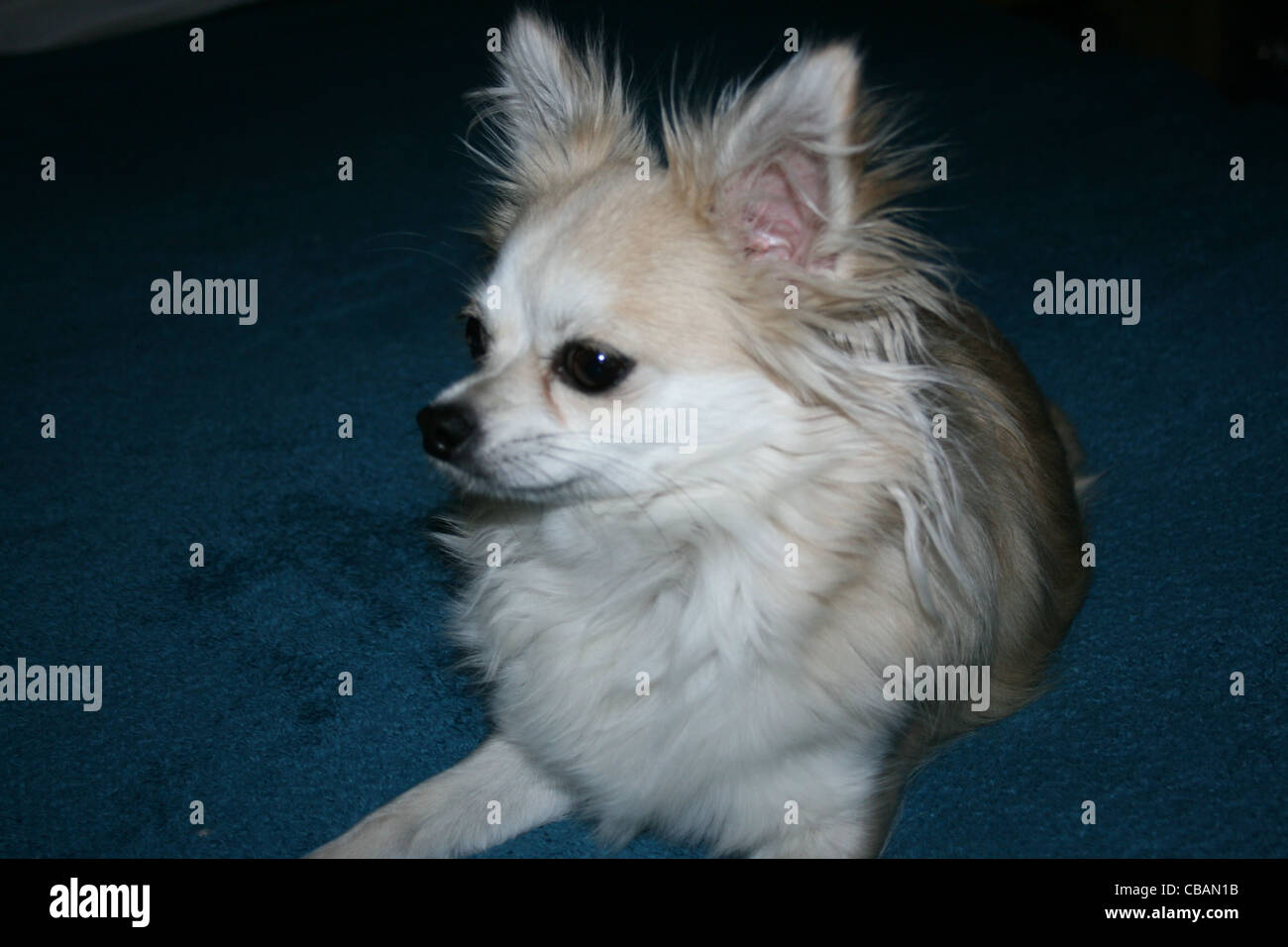 Langhaar Chihuahua oder mexikanische Hund auf blaue Decke Stockfoto