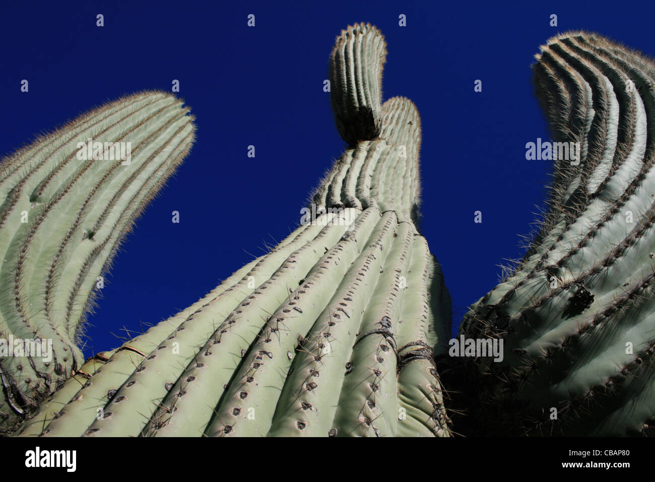 Blick ein Saguaro-Kaktus (Carnegiea Gigantea) vor einem blauen Himmel Stockfoto