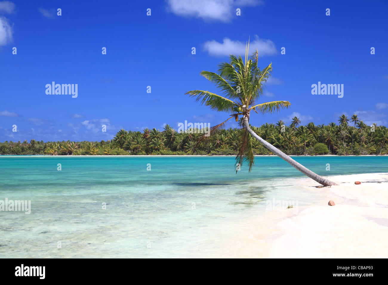 Einsame Palme auf traumhafte Insel im Südpazifik umgeben von türkisfarbenem Wasser. Stockfoto