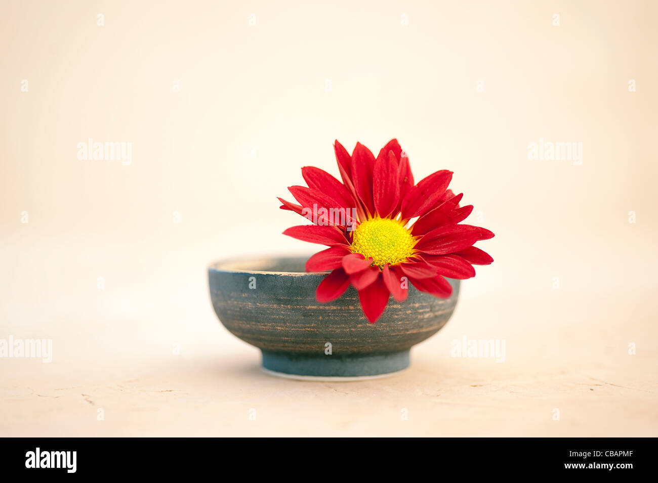 Eine einfache Blume in eine kleine Schüssel gelegt. Stockfoto
