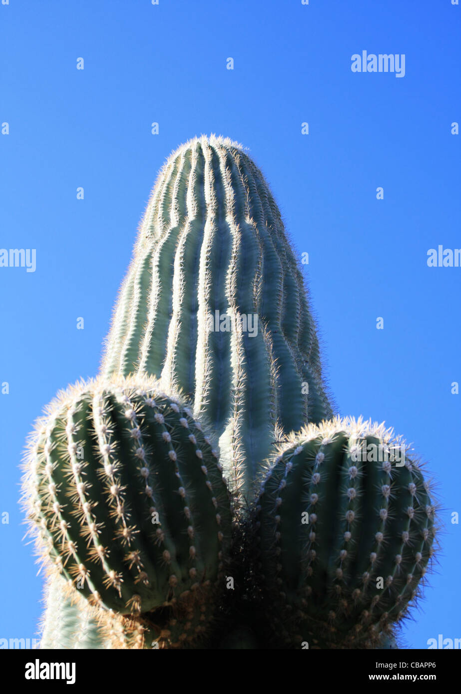 suggestive Saguaro Kaktus (Carnegiea Gigantea) Penis Form vor blauem Himmel  Stockfotografie - Alamy
