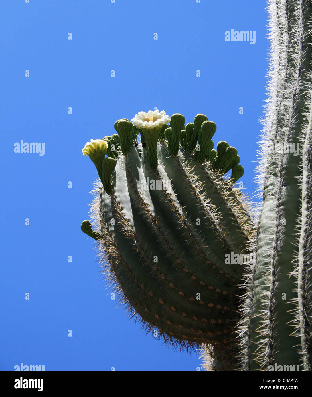 blühenden Saguaro (Carnegiea Gigantea) Kaktus Arm vor einem blauen Himmel der Wüste Stockfoto