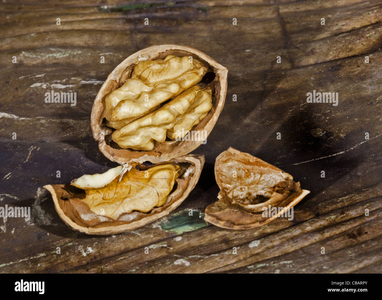 Nahaufnahme von Walnuss auf einem Fels-DGM Stockfoto