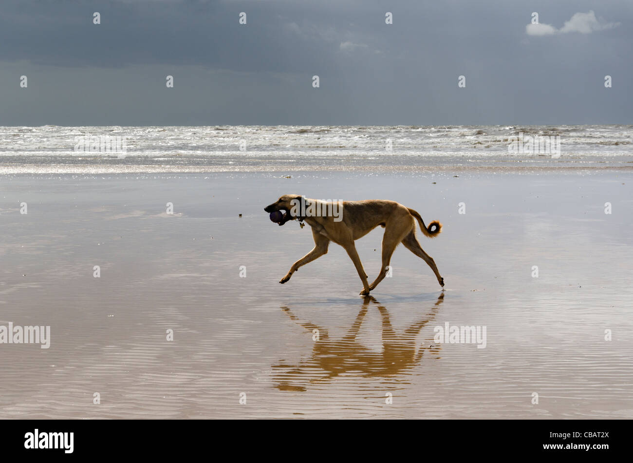 Ein Hund, ein Lurcher, walking, bringen den Ball zurück zu seinem Besitzer, am Strand von Drigg, Cumbria, England, UK. Stockfoto