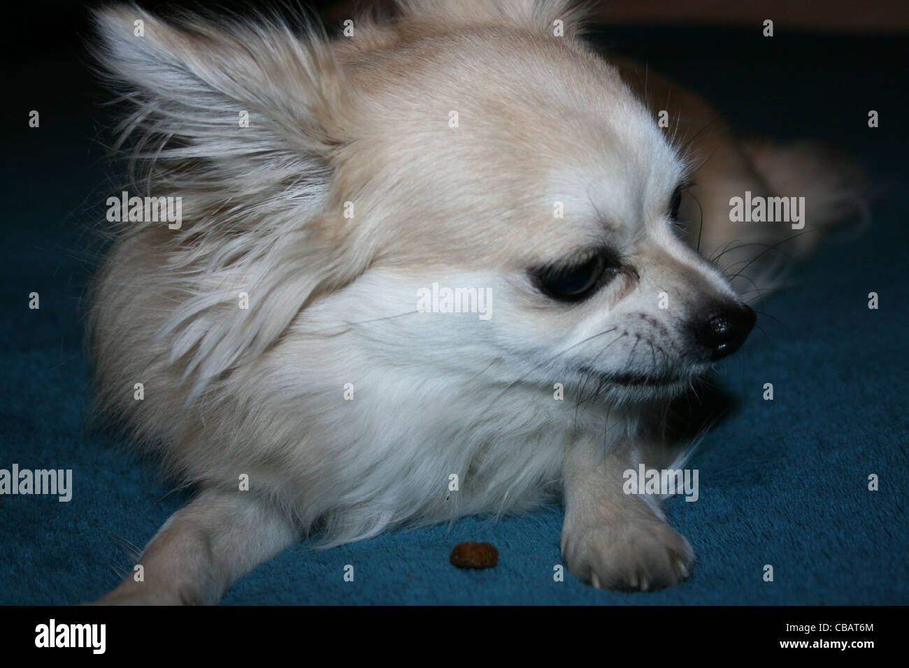 Langhaar Chihuahua oder mexikanische Hund auf blaue Decke hautnah Stockfoto