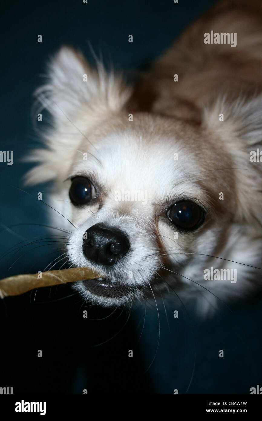 Langhaar Chihuahua oder mexikanische Hund hautnah mit zäh-Stick. Stockfoto