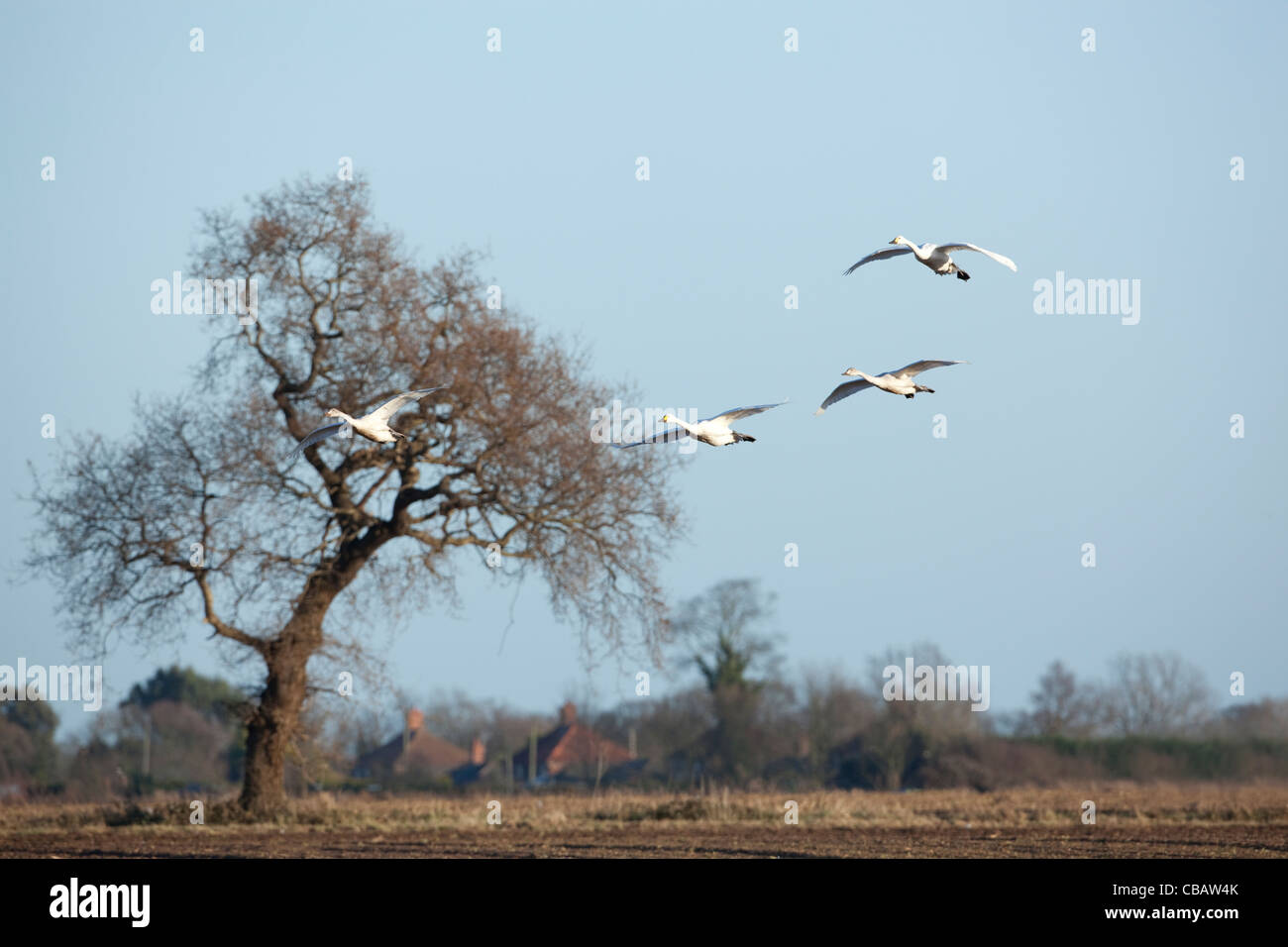 Zwergschwäne (Cygnus Columbianus Bewickii). Angelockt durch weggeworfene Spitzen der kürzlich geernteten Zuckerrüben. Stockfoto