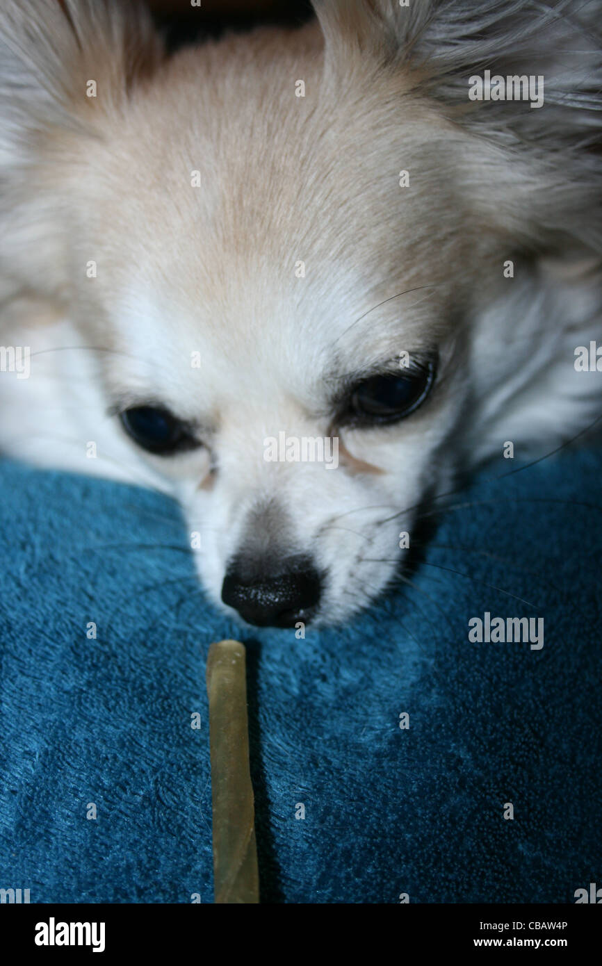 Langhaar Chihuahua oder mexikanische Hund auf blaue Decke mit zäh-Stick. Stockfoto