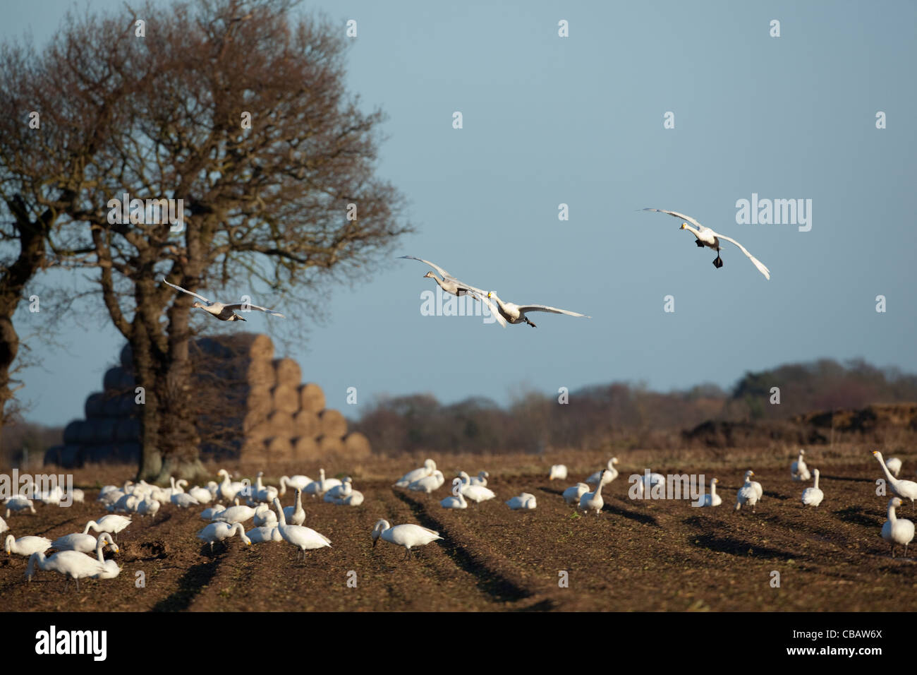 Zwergschwäne (Cygnus Columbianus Bewickii). Von angezogen und Fütterung auf den ausrangierten Gipfeln der kürzlich geernteten Zuckerrüben. Stockfoto