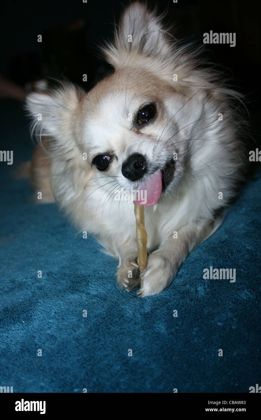 Lange Haare Chihuahua oder mexikanische Hund mit zäh Stick auf blaue Decke. Stockfoto