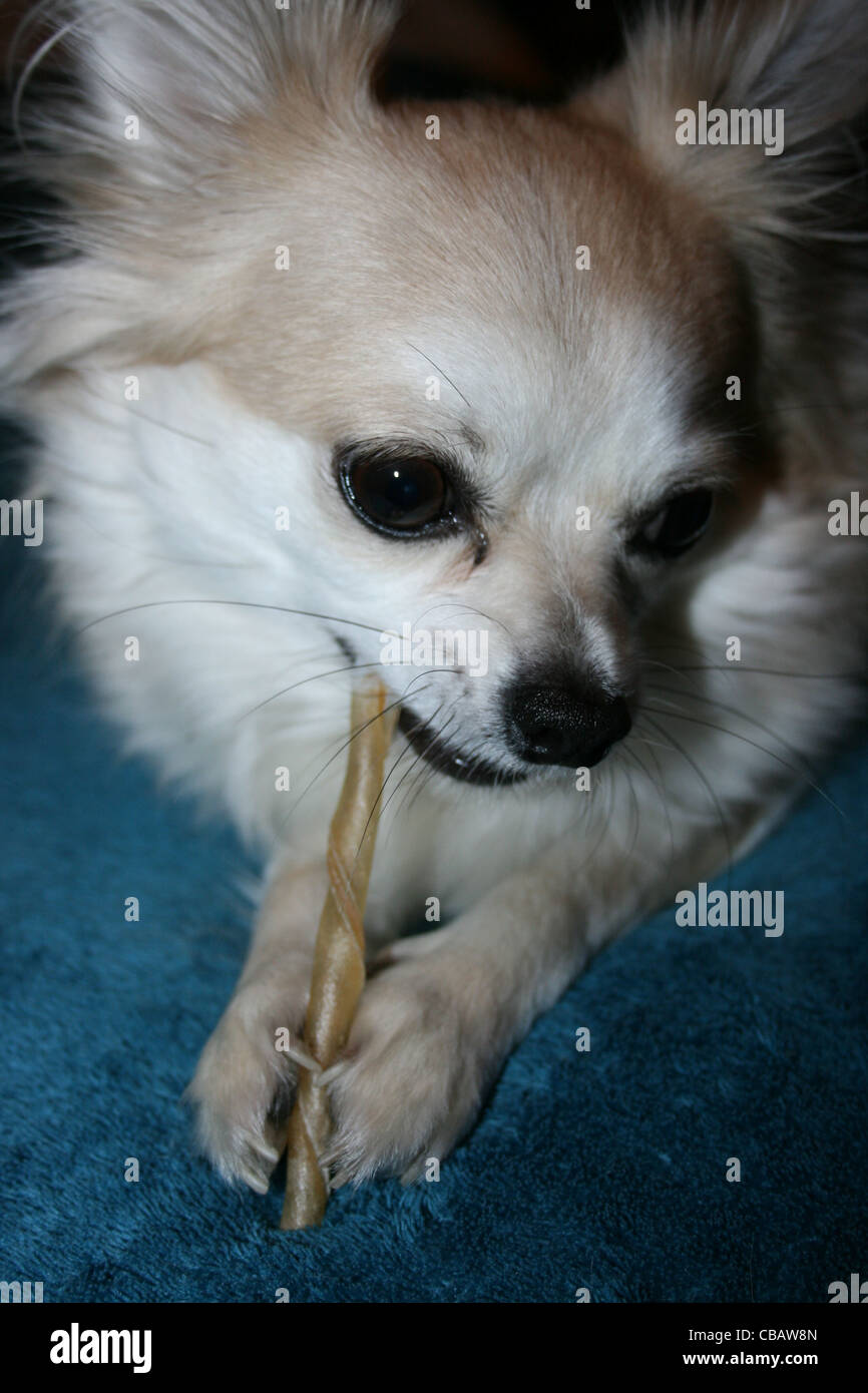 Chihuahua oder mexikanische Hund mit zäh Stick auf blaue Decke Stockfoto