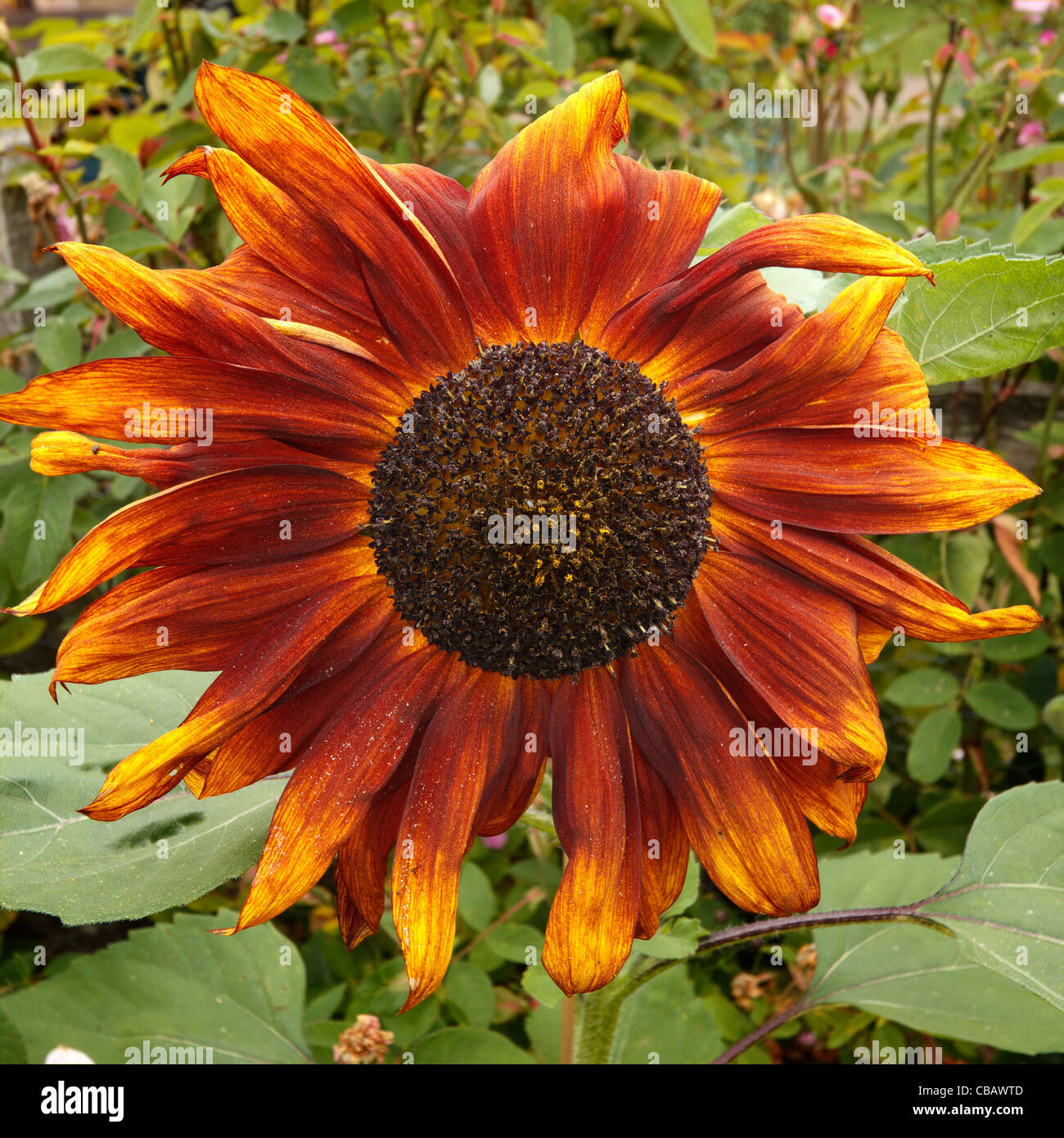 Feuriges Rot orange und gelbe Sonnenblume Blüte Helianthus annuus Stockfoto