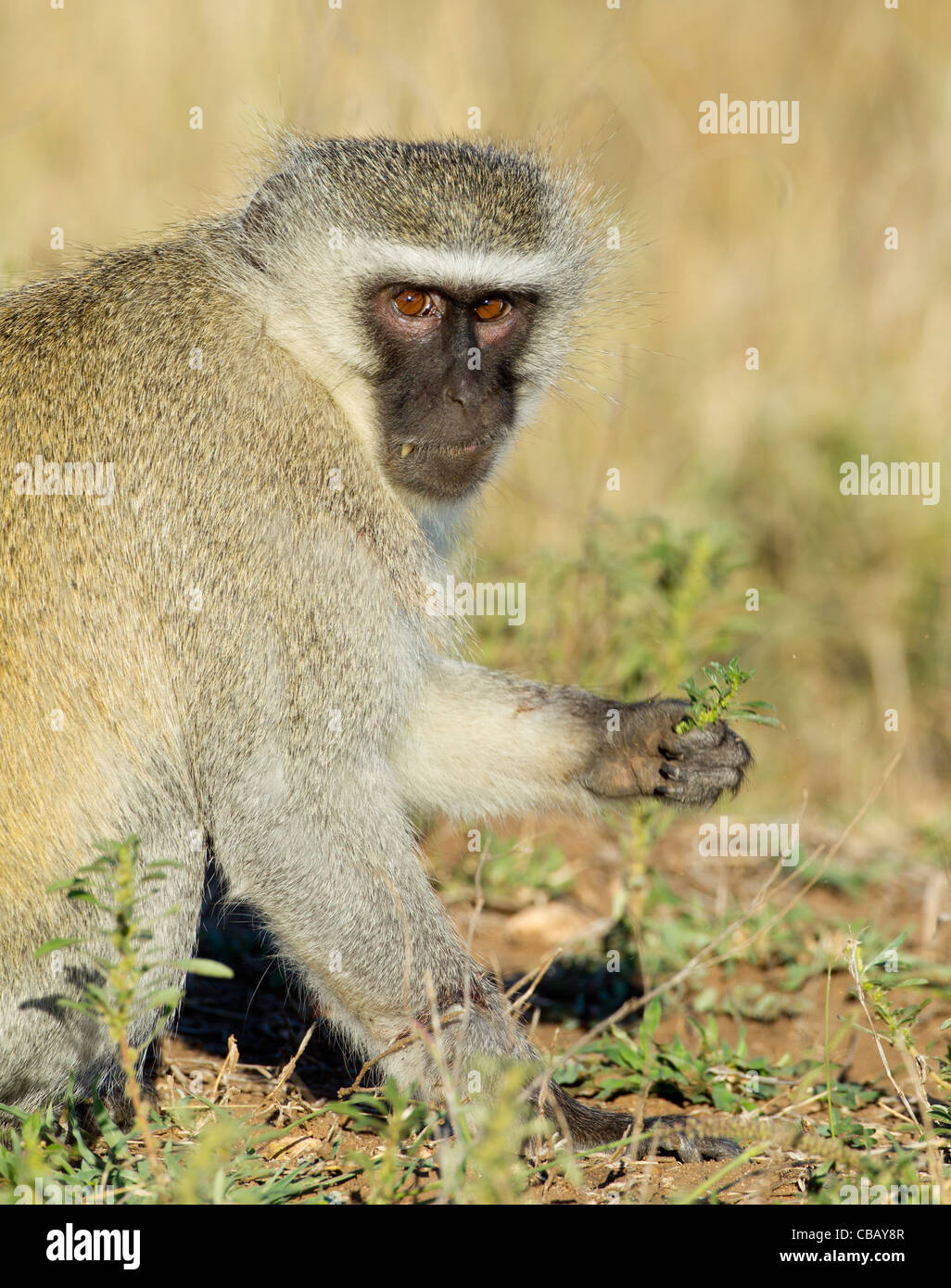 Vervet Affe (Chlorocebus Pygerythrus) Stockfoto
