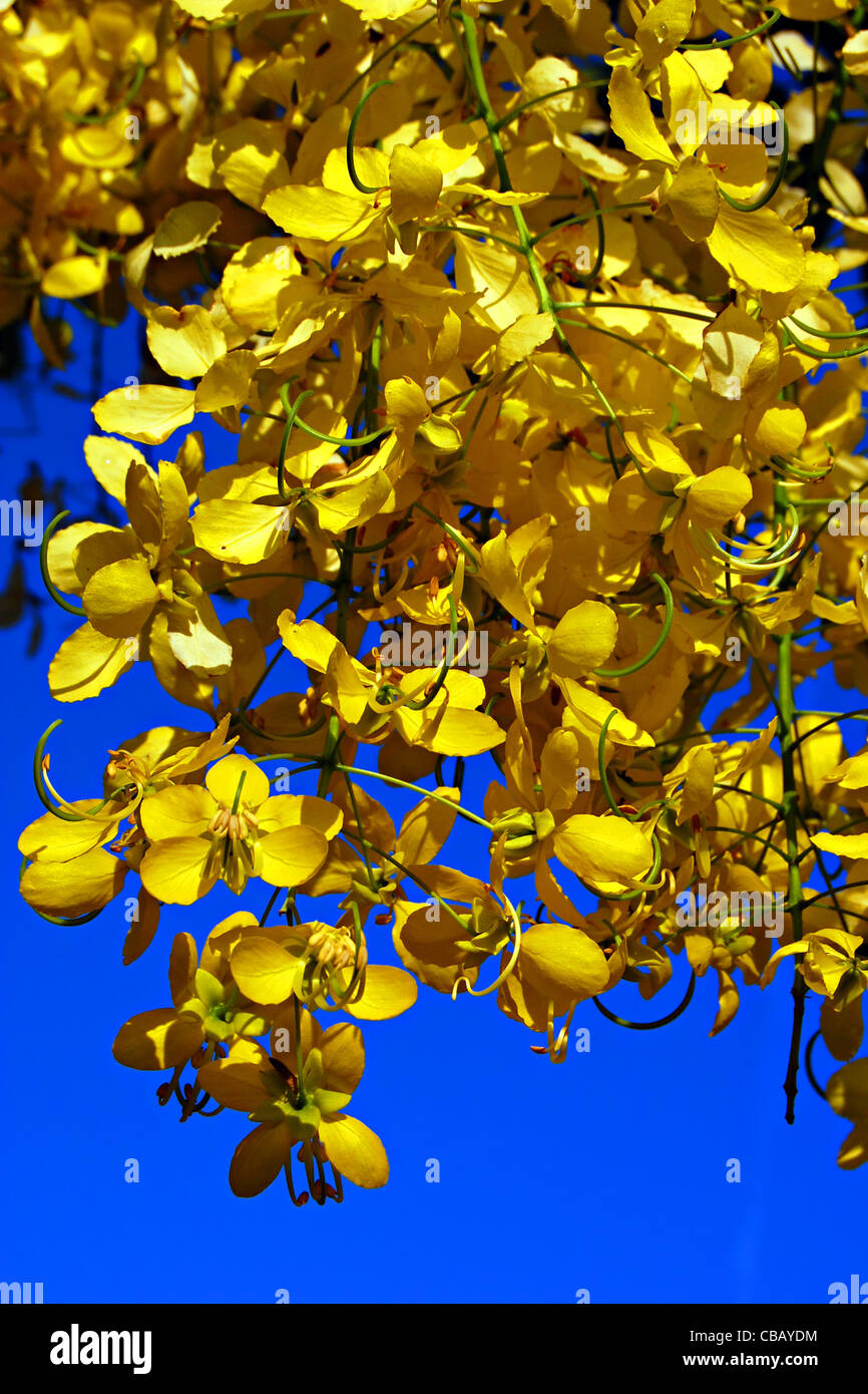 Gelbe Baum Blumen, Hacienda San Antonio Chalante, Sudzal, Mexiko Stockfoto