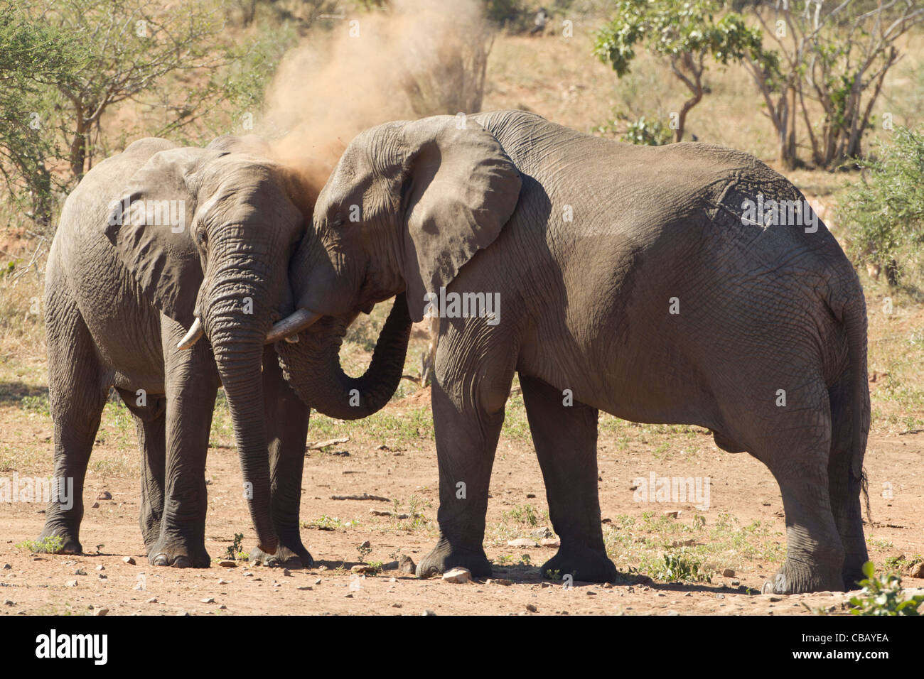Afrikanischer Elefant baden in den Staub (Loxodonta Africana) Stockfoto