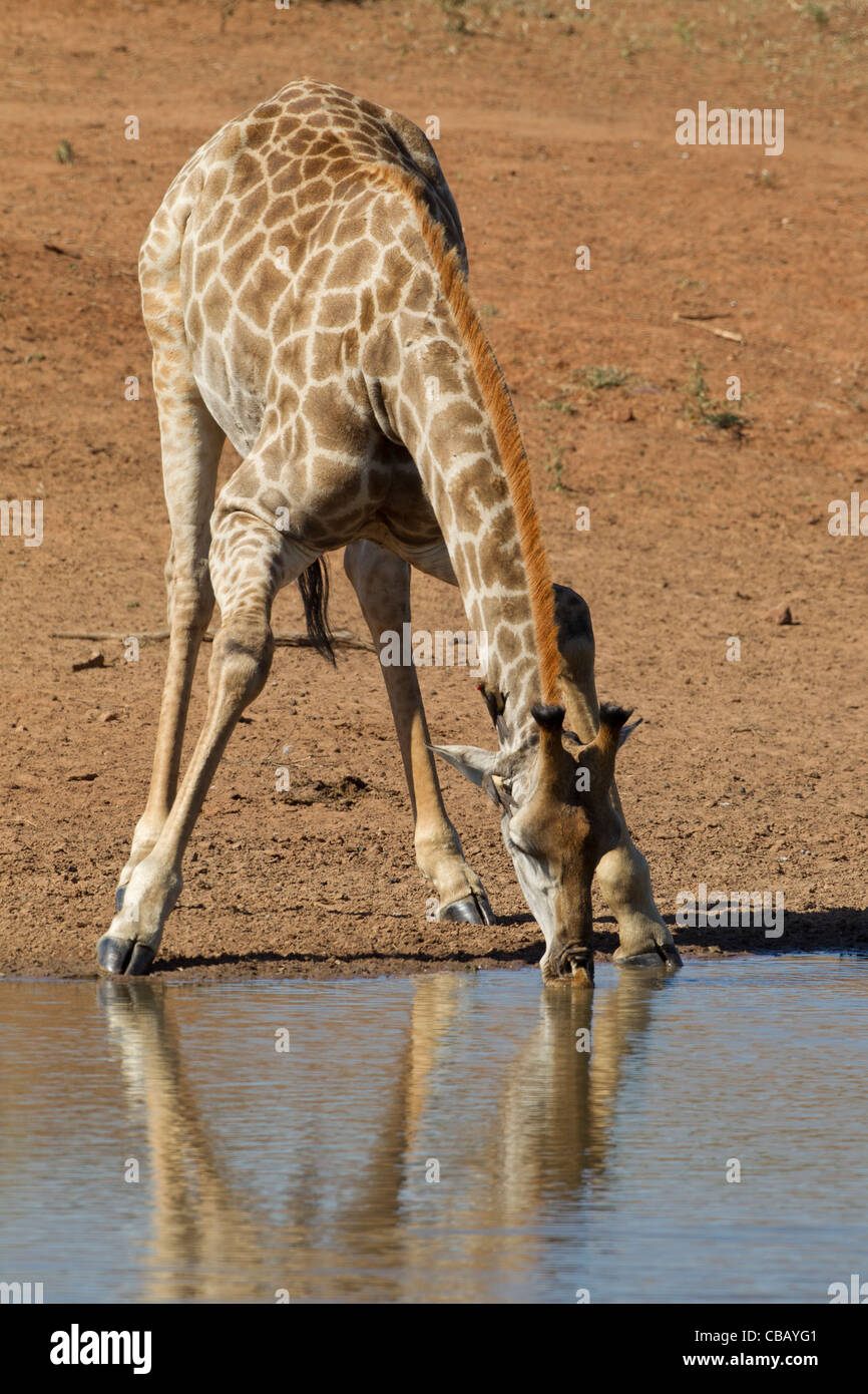 Giraffe trinken an einem Damm (Giraffa Giraffe) Stockfoto