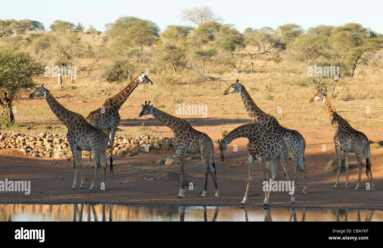 Reise der Giraffe an einem Damm (Giraffa Giraffe) Stockfoto