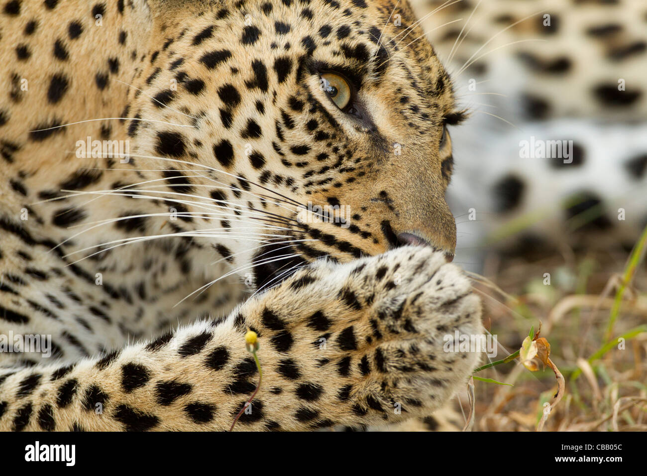 Leopard (Panthera Pardus) lecken selbst reinigen. Stockfoto