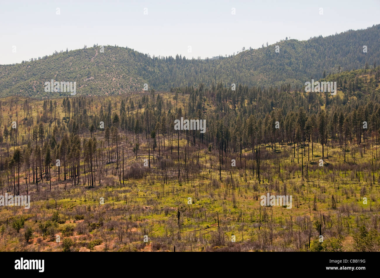 Waldbrand im Big Oak Flat, Yosemite-Nationalpark, Kalifornien, USA. Foto Copyright Lee Foster. Foto # california120705 Stockfoto