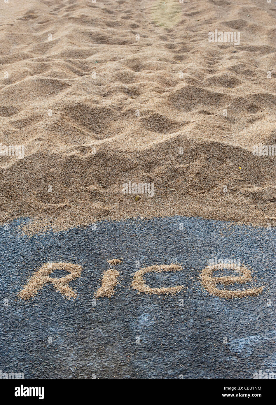 Reis-Wort vor Trocknung Reiskorn auf einer indischen Straße. Andhra Pradesh, Indien Stockfoto