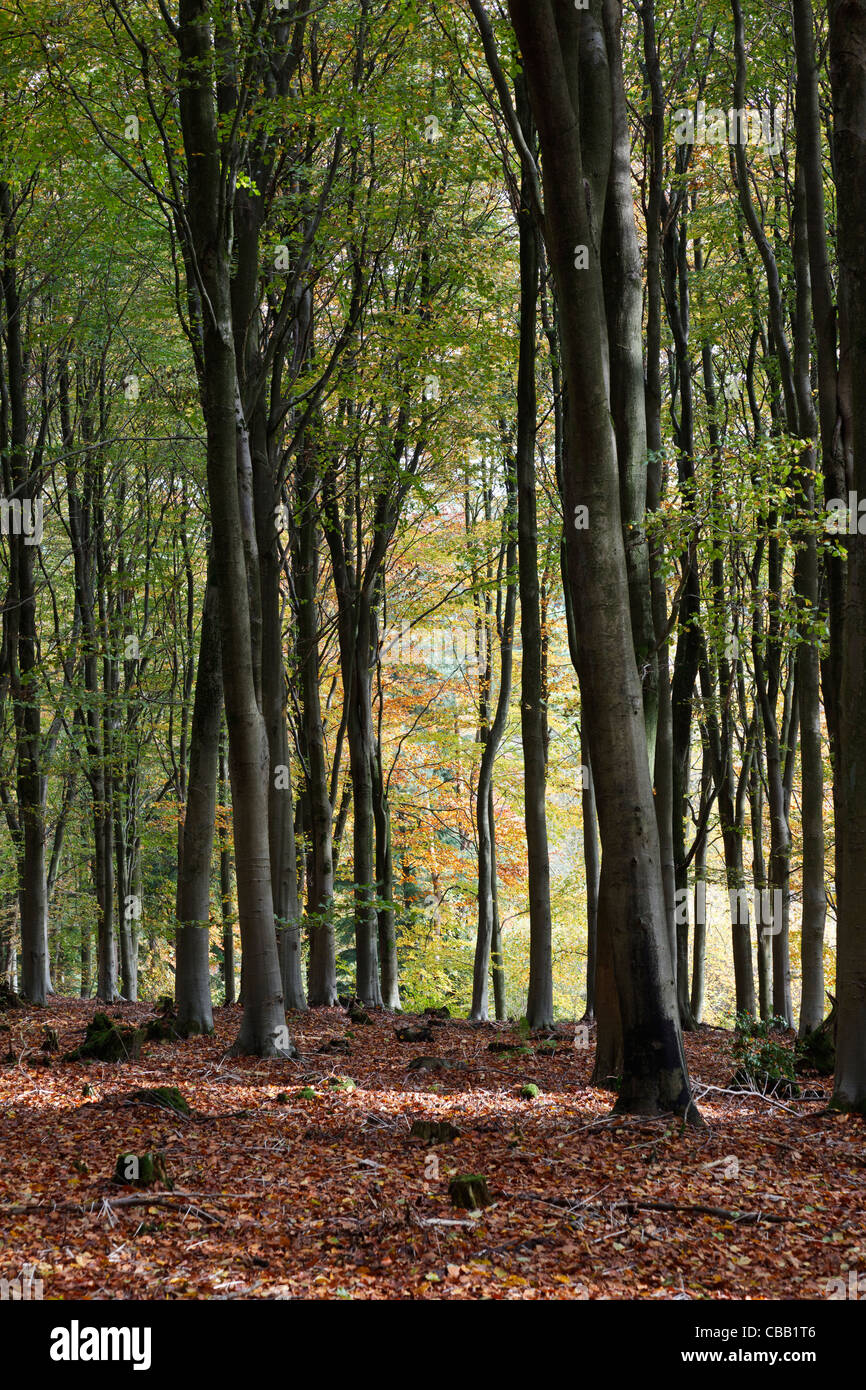 Herbst in West Woods, in der Nähe von Marlborough in Wiltshire Stockfoto