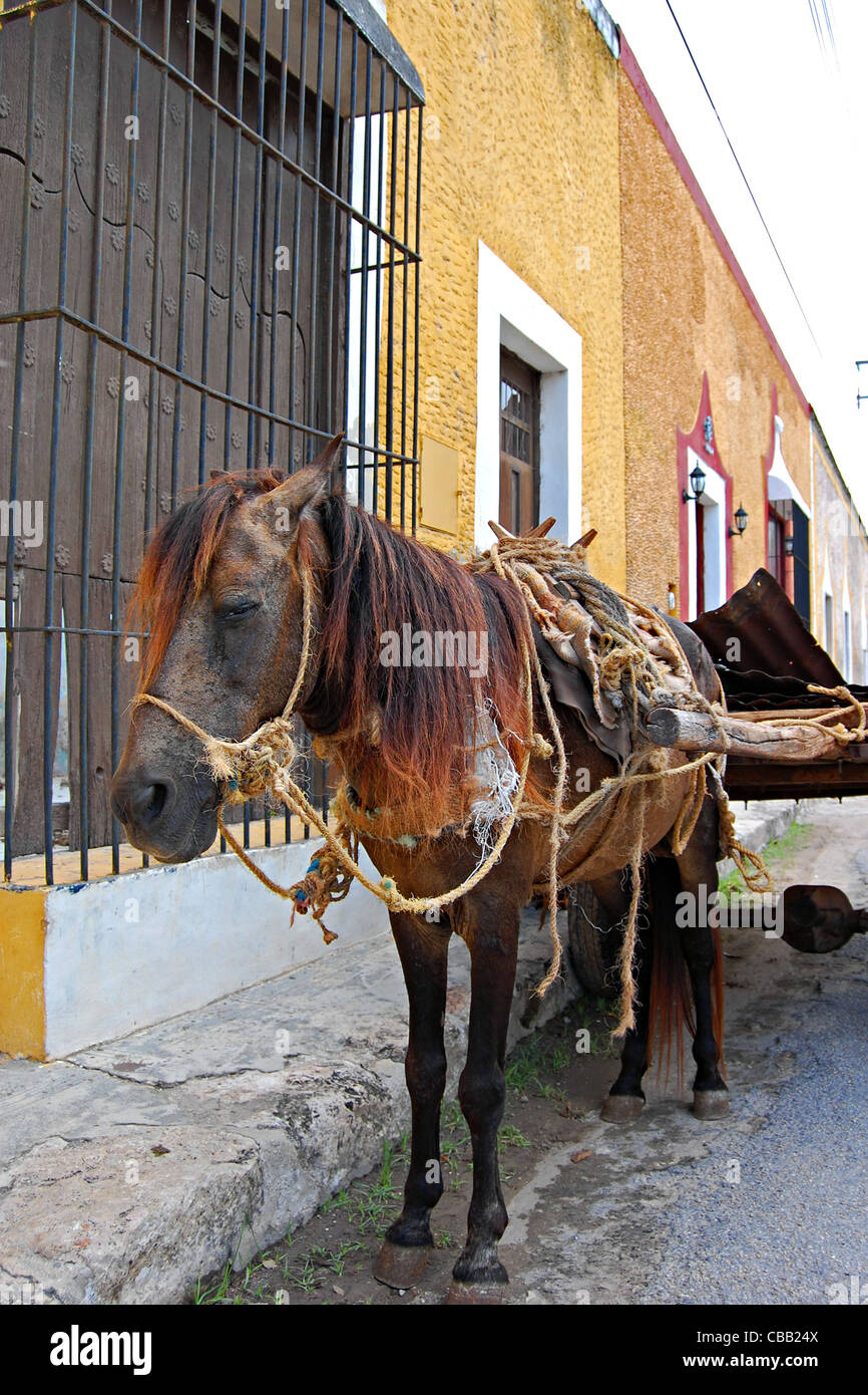 Pferd und Wagen, Izamal, Mexiko Stockfoto