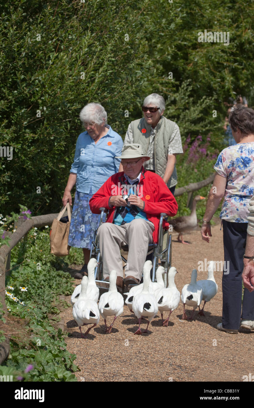 Mobilität beeinträchtigt Besucher am Pensthorpe Wildlfe Vertrauen, Fakenham, Norfolk. In der Lage zu beobachten und studieren beide Tierwelt. Stockfoto