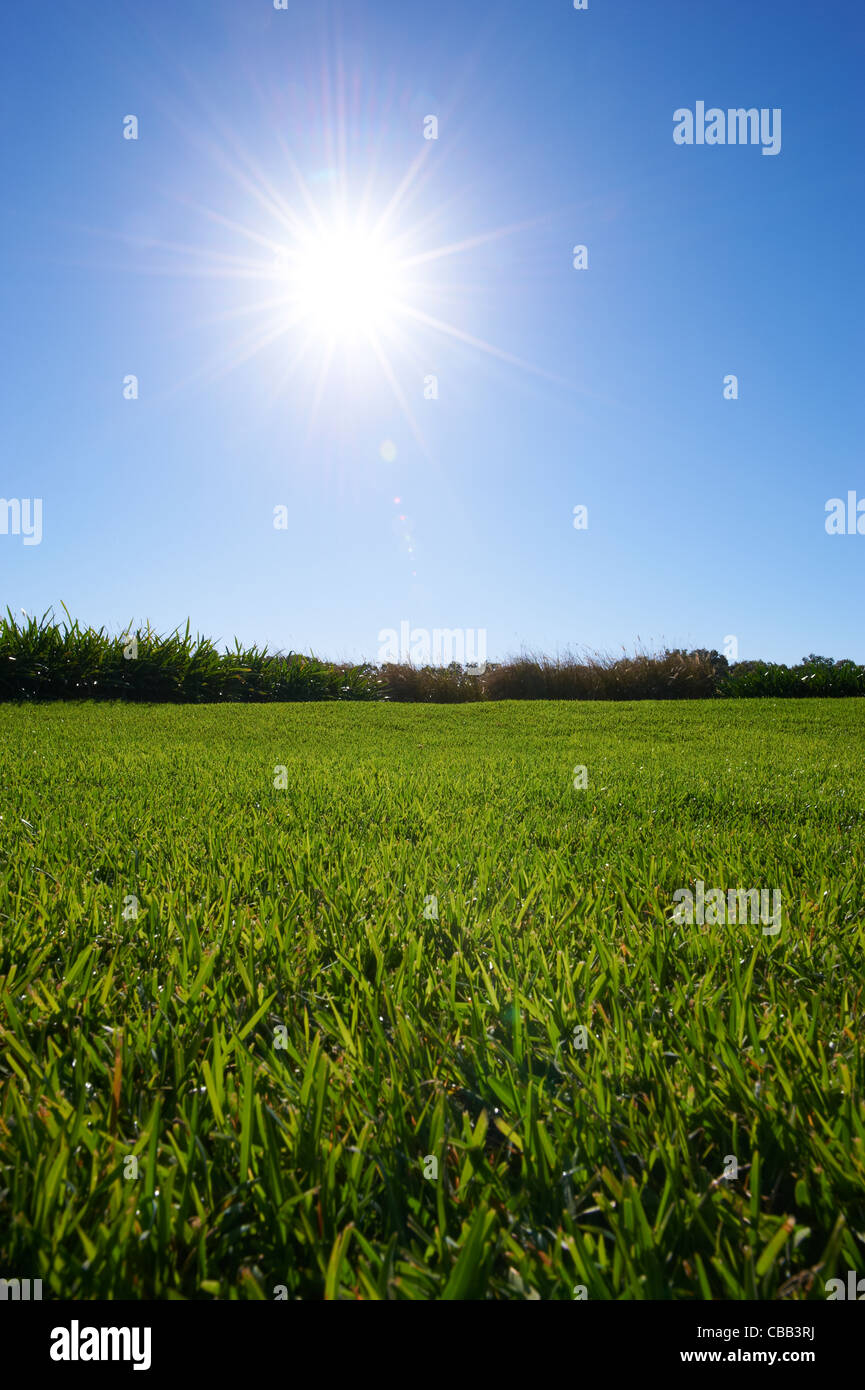 Saftig grünen Rasen sonnigen blauen Himmel Stockfoto