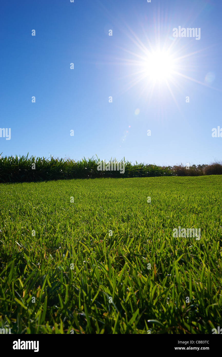 Saftig grünen Rasen sonnigen blauen Himmel Stockfoto