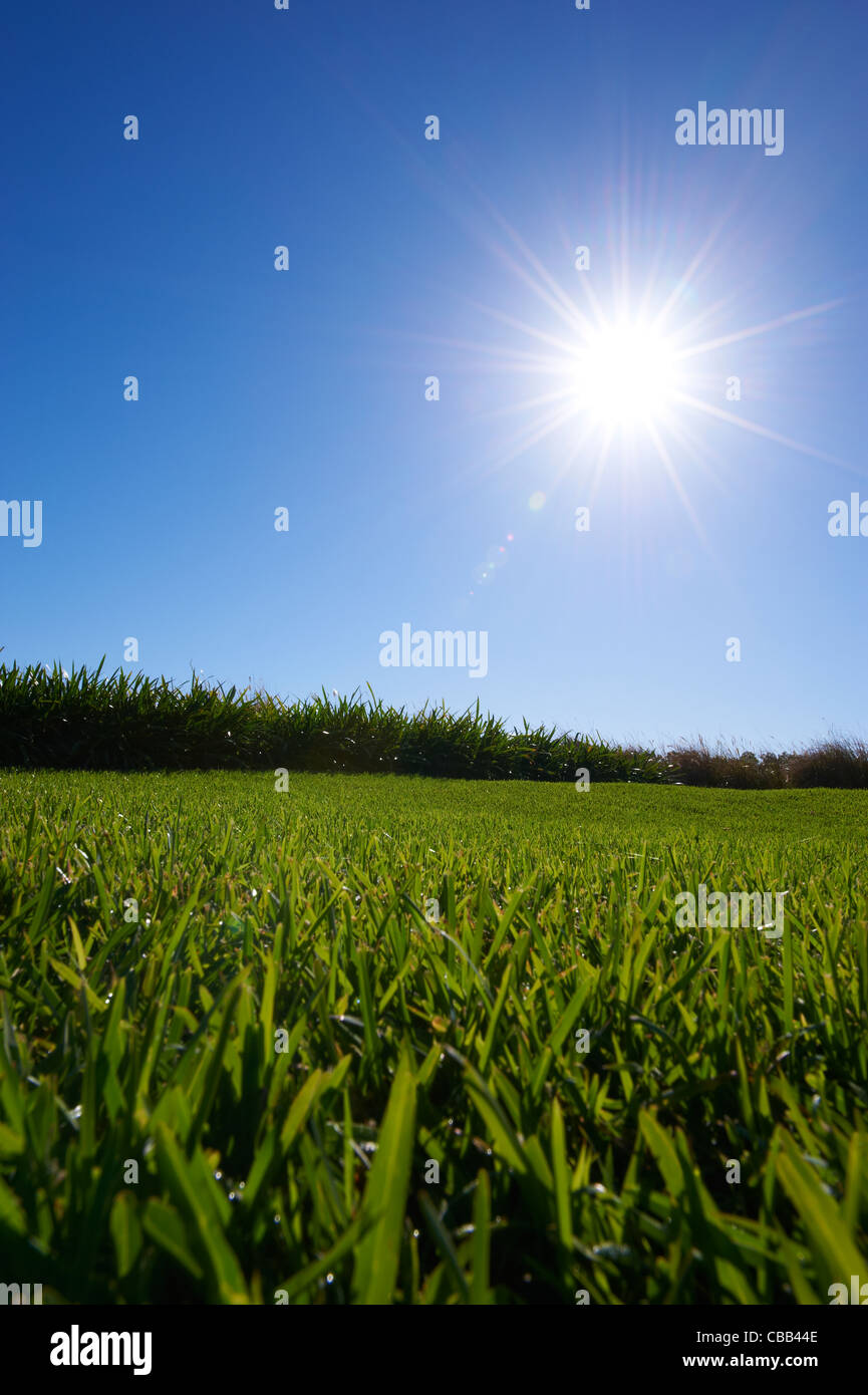 Saftig grünen Rasen sonnigen blauen Himmel Stockfoto