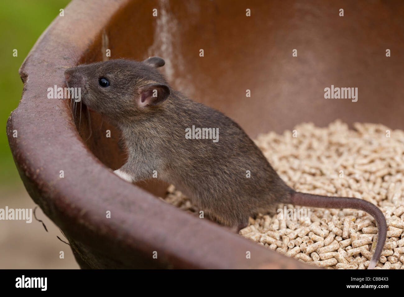 Braune Ratte (Rattus Norvegicus). Jungtier entwöhnt, schätzungsweise drei Wochen alt. Stockfoto