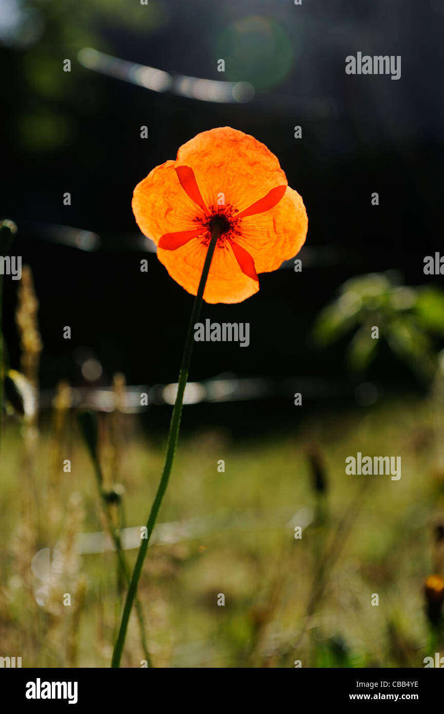 Stock Foto von hinterleuchteten roten Mohn Stockfoto