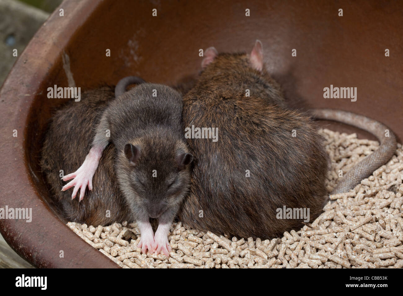 Braune Ratten (Rattus norvegicus). Junge Tier, entwöhnt, geschätzte drei Wochen alt, Stretching nach dem Schlafen zwischen Erwachsenen. Stockfoto