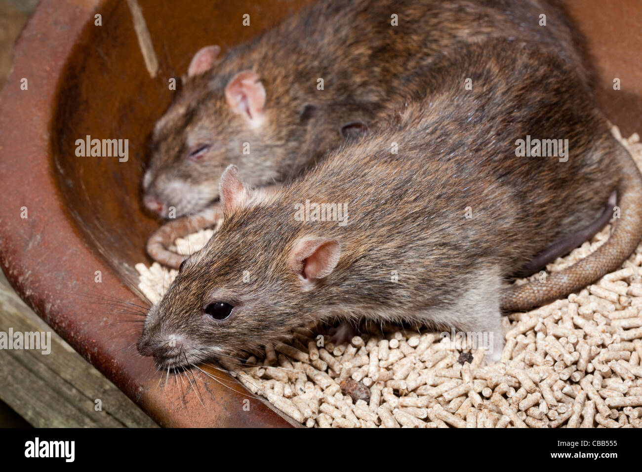 Brown-Ratten (Rattus Norvegicus). In einem Geflügel essen. Stockfoto
