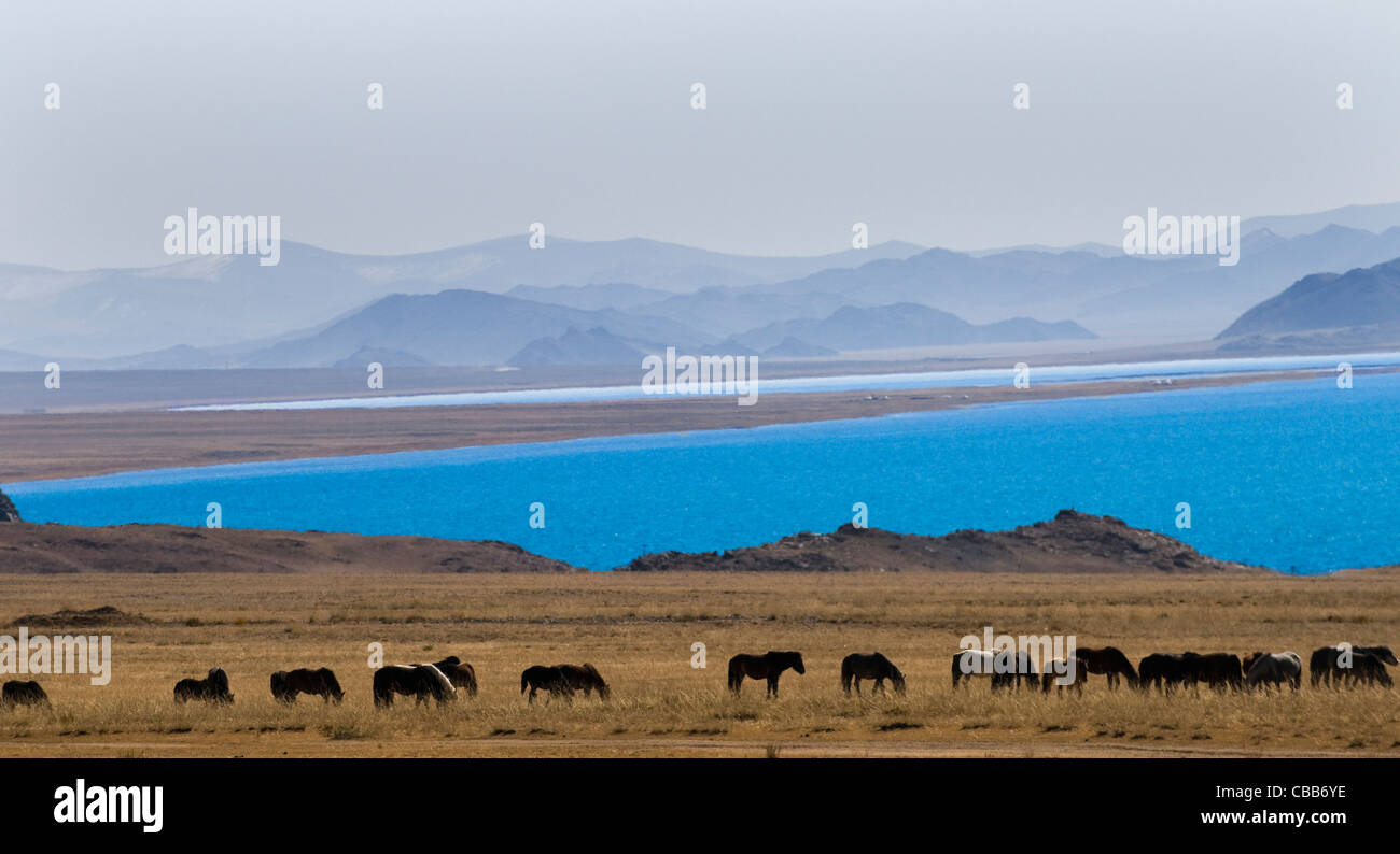 Der schöne See Tolbo in der westlichen Mongolei. Stockfoto