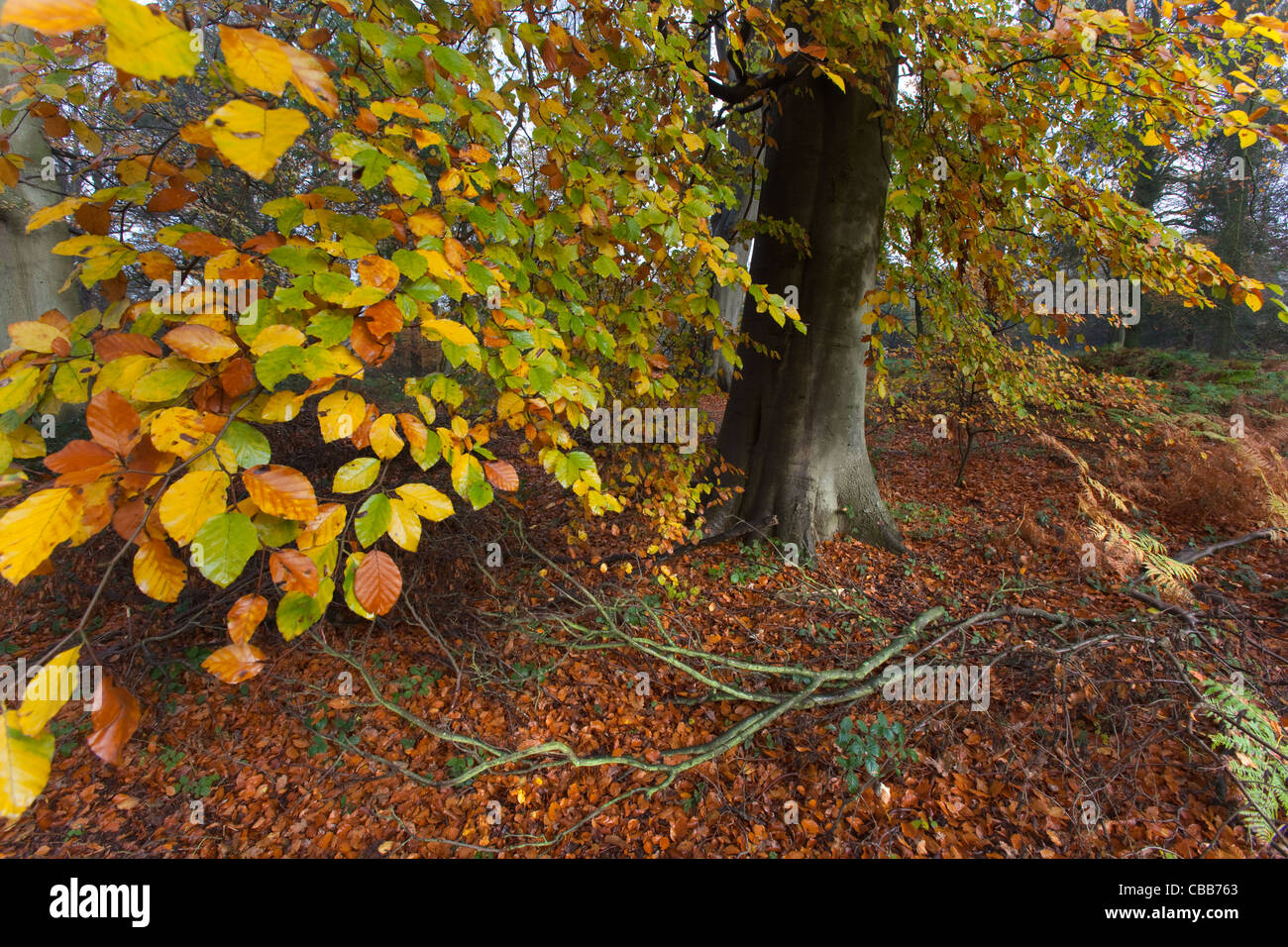 Buche Fagus Sylvatica Felbrigg große Holz Norfolk UK Anfang November Stockfoto
