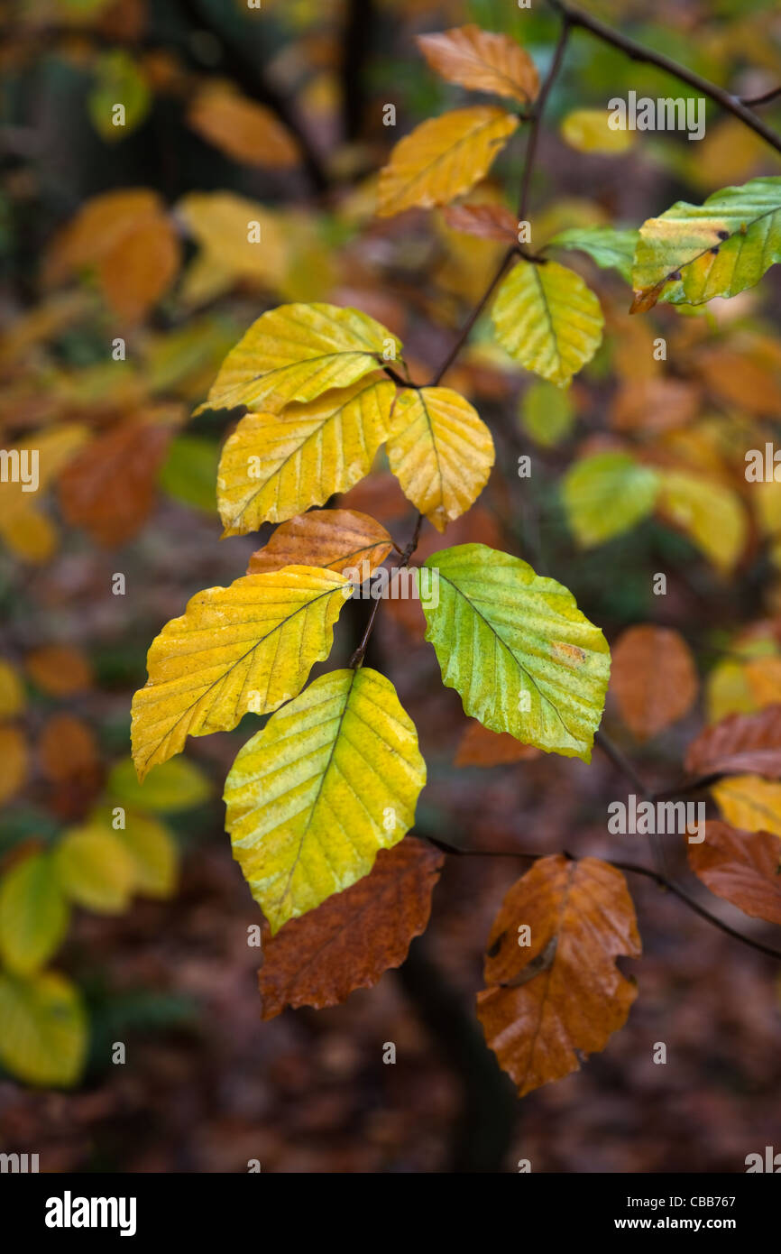 Buche Fagus Sylvatica Felbrigg große Holz Norfolk UK Anfang November Stockfoto