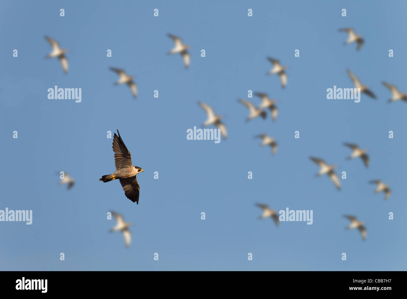 Wanderfalken Falco Peregrinus im Flug über Norfolk Sümpfe