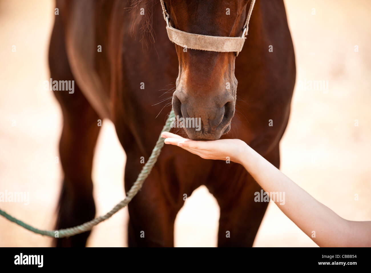 Eine Frau, die Fütterung eines Pferdes, close-up Stockfoto