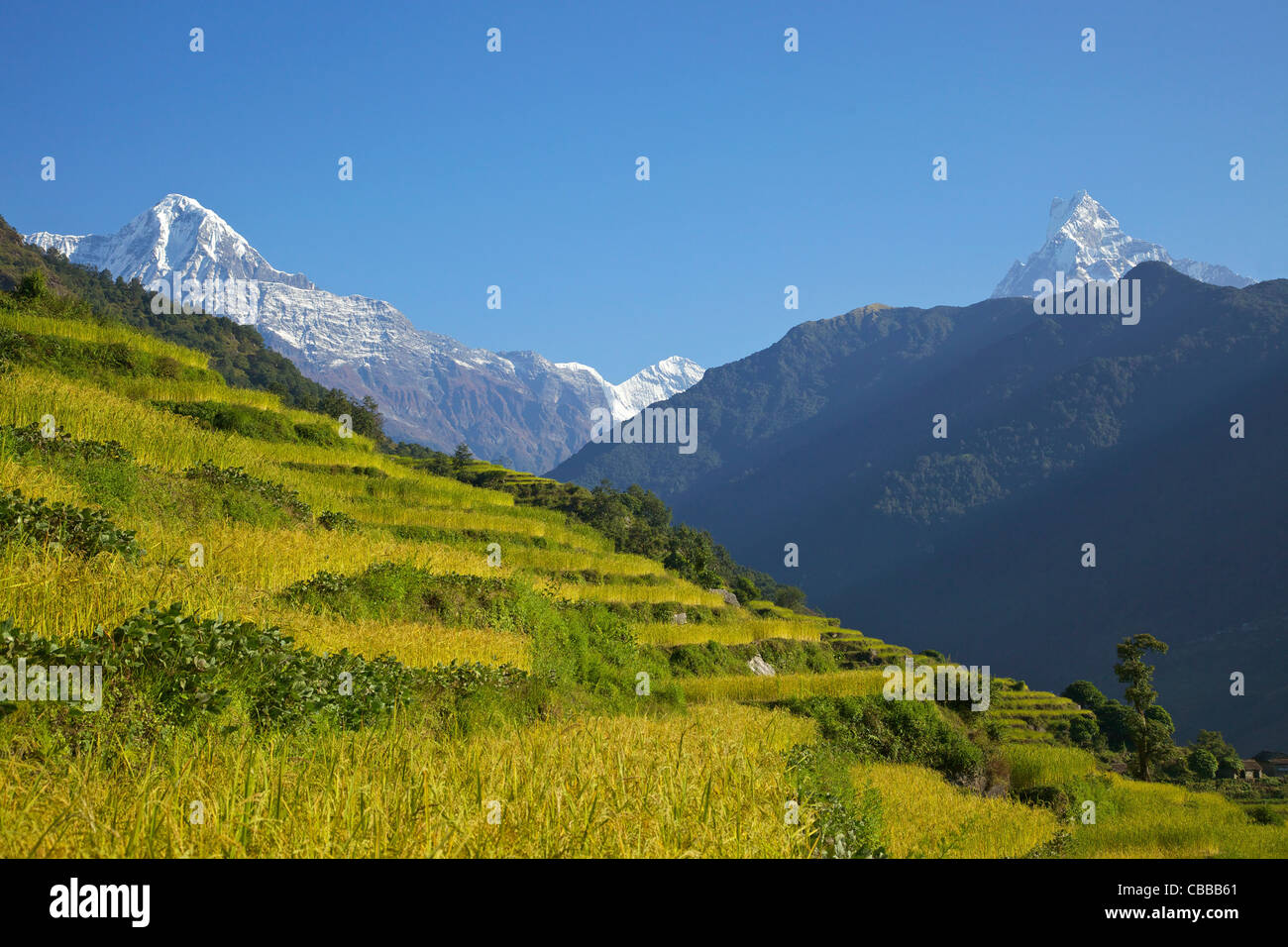 Reisfelder mit anzeigen und Annapurna trek von Ghandruk nach Naya Pul, Annapurna Sanctuary Region, Nepal, Asien Stockfoto