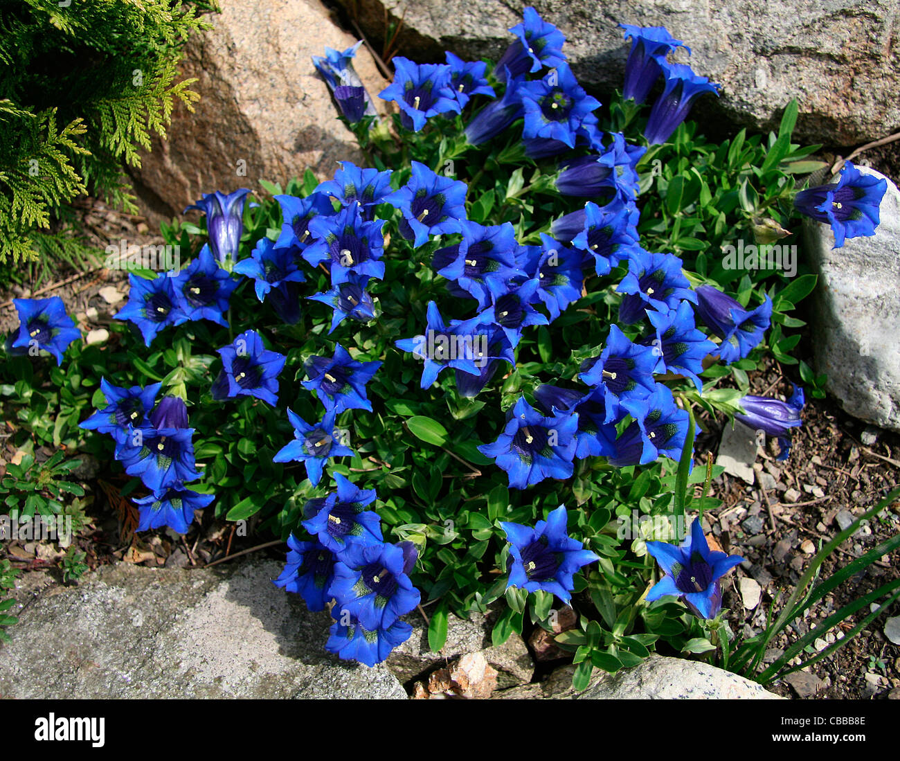 Gentiana, Natur, Blumen, Pflanzen (CTK Foto/Marketa Hofmanova) Stockfoto