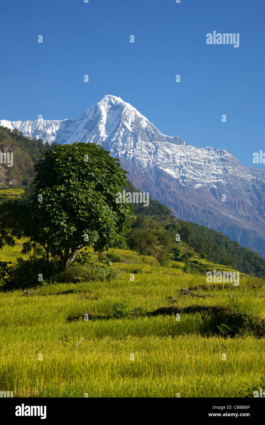 Reisfelder und Annapurna Trekking von Ghandruk nach Nayapul, Annapurna Sanctuary Region, Nepal, Asien Stockfoto