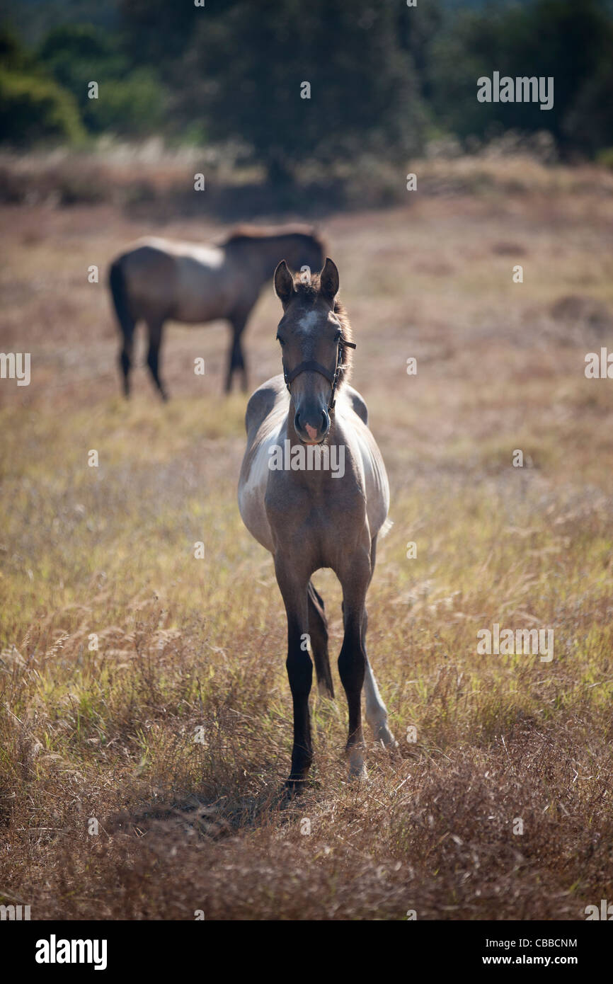 Ein junges Pferd in einem Feld Stockfoto