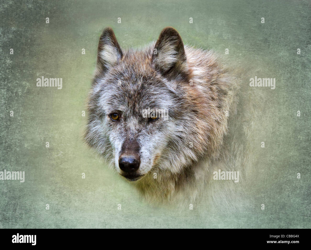 Grauer Wolf, Canis Lupus, Columbia Valley, British Columbia, Kanada Stockfoto