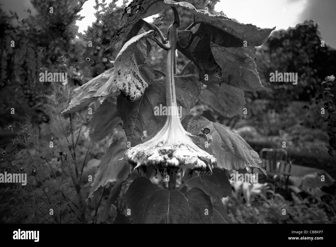 Blume aus dem in- und Ausland, Sonnenblume Küchengarten Arbeiter des Parc de Saint Cloud Stockfoto