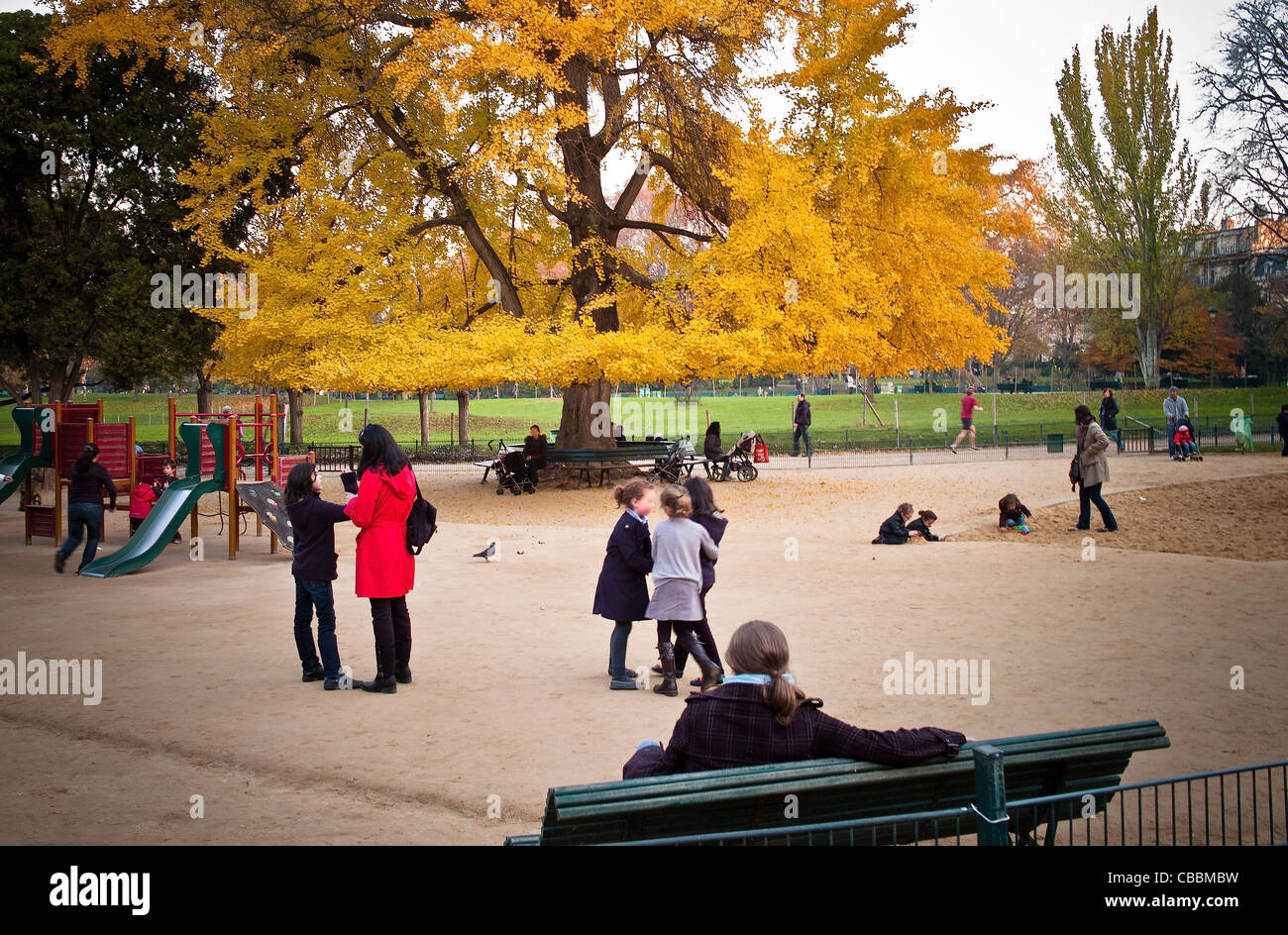 Der Ginkgo Biloba Baum, Parc Monceau im Herbst: die Organisation. Stockfoto