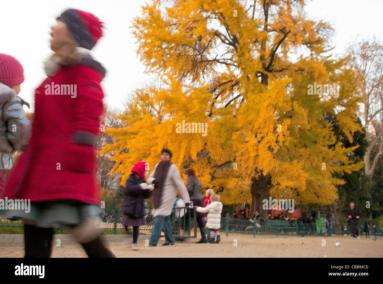 Der Ginkgo Biloba Baum, Parc Monceau im Herbst: am Nachmittag. Stockfoto