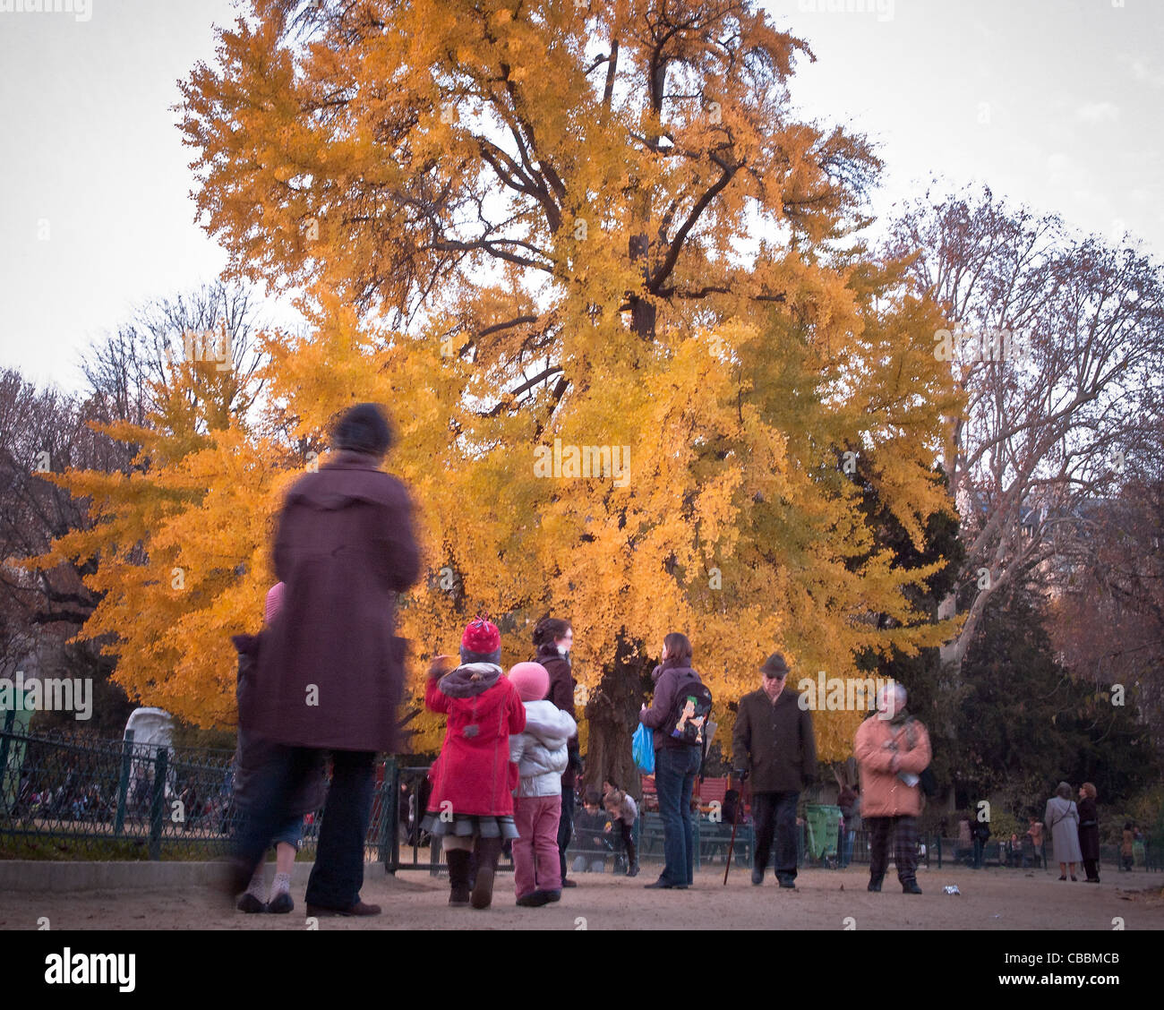 Der Ginkgo Biloba Baum, Parc Monceau im Herbst., jeden Alters. Stockfoto