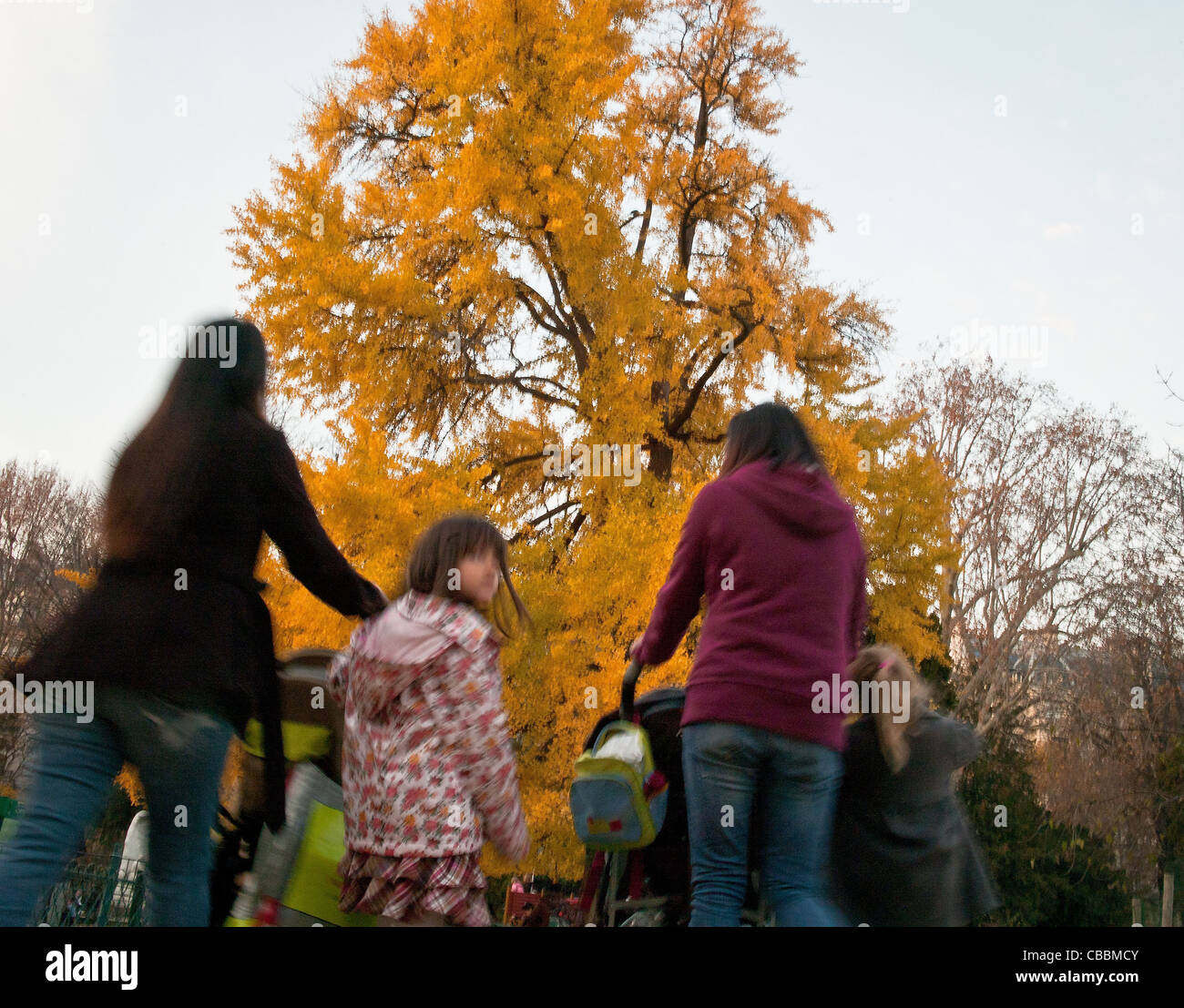 Ginkgo Biloba Baum, Parc Monceau im Herbst: der park Stockfoto