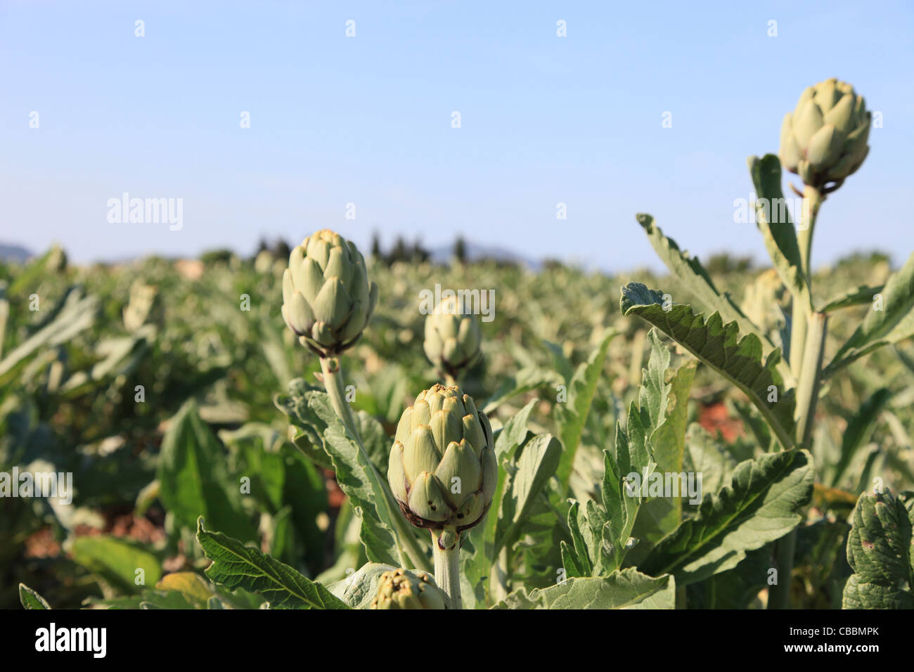 Frische Artischocken wachsen außerhalb in einem Bauern-Feld. Bild auf Mallorca, Spanien. Stockfoto